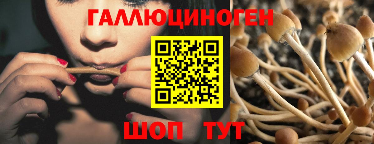 Псилоцибиновые грибы GOLDEN TEACHER Тимашёвск